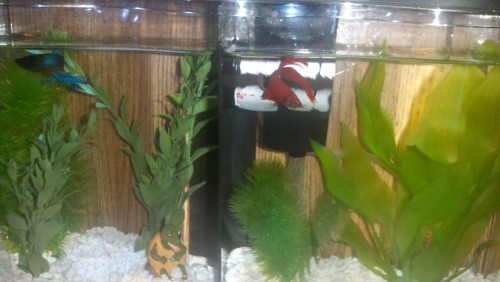 [fish%255B7%255D.jpg]