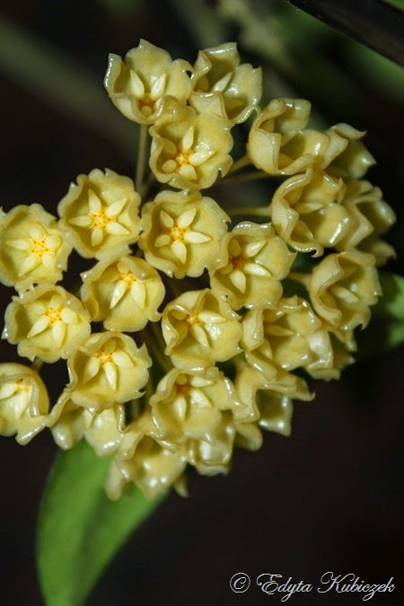 Hoya blashernaezii