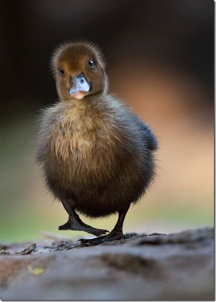 funny-animals-haha-20