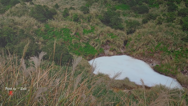 台北 陽明山 冷水坑 擎天崗 秋 芒