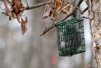 Chance doing his part for the birds