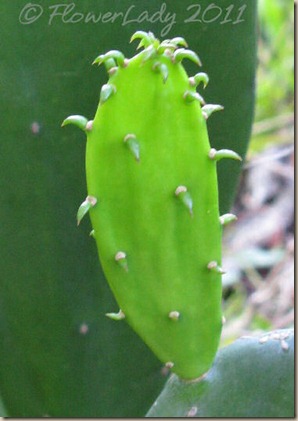 07-15-cactus-sprout