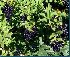 privet with fruit