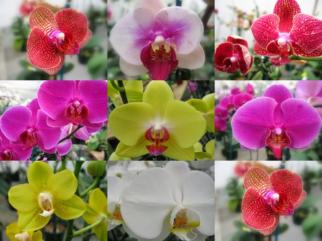 [orchid%2520mosaic%255B3%255D.jpg]