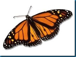 monarch butterfly