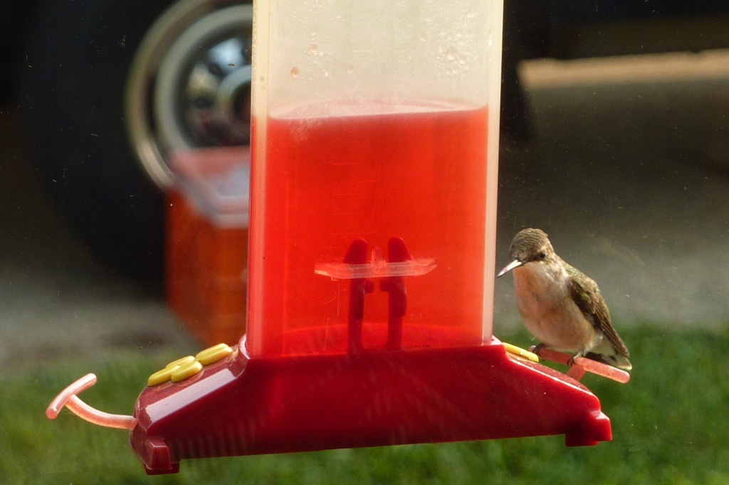 [Hummingbird-at-Derge-Sept.-14-20114.jpg]