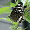 Euploea core