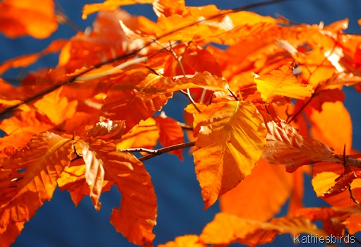 11. autumn gold-kab 11. autumn gold-kab