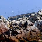 Sea lions, boobies and comorants.