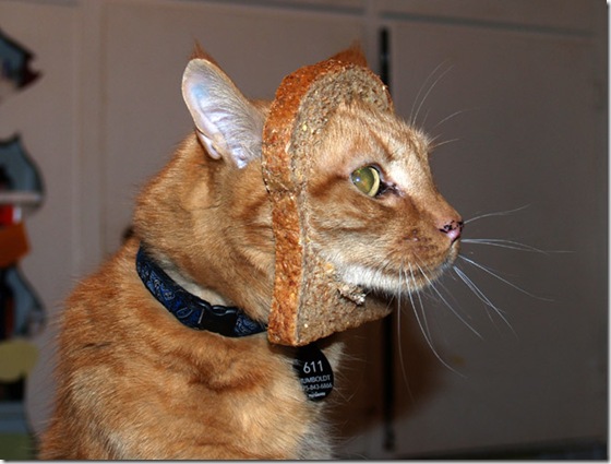 breaded-cats-12