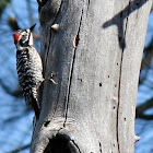 Nuttall's Woodpecker
