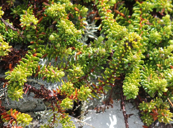 [11-crowberry%255B2%255D.jpg]