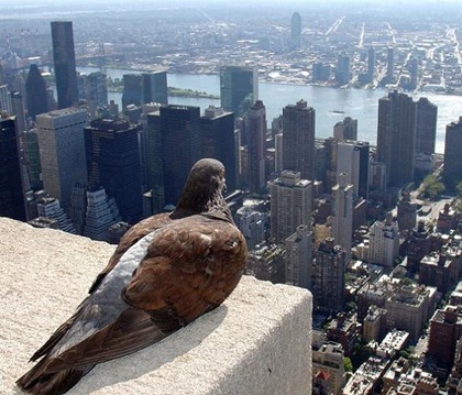 pigeon-on-top-of-empire-state-building-looking-at-new-york-city-585x500