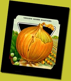 onion-yellow-globe-danvers onion-yellow-globe-danvers