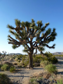 Joshua Tree