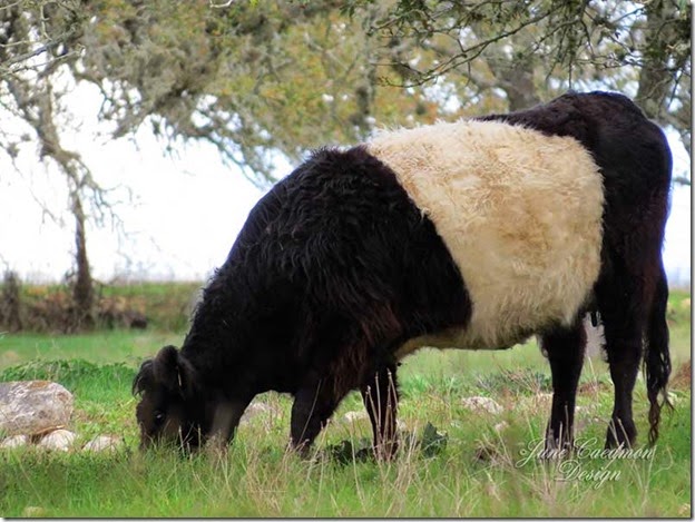 Belted_Galloway