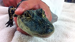 alligator alligator