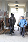 Gelbu is bringing Ramon into the stall to test it out.