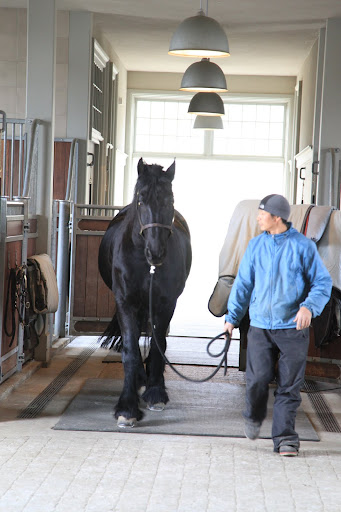 Gelbu is bringing Ramon into the stall to test it out.