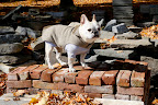 Franny,I really like the color of these old bricks.  They have a beautiful weathered look.