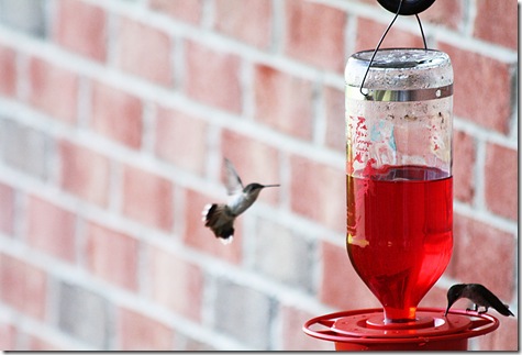 hummingbirds2