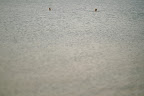Stefan went swimming with his brothers, the bride's father, and the bride's brother the morning of the wedding.