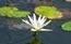 [flower-lotus-flower-65x41_thumb%255B1%255D_thumb%255B1%255D%255B3%255D.jpg]