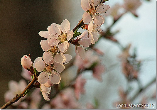 Peach_Blossoms2