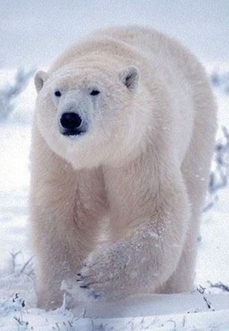 [oso%2520blanco%255B3%255D.jpg]