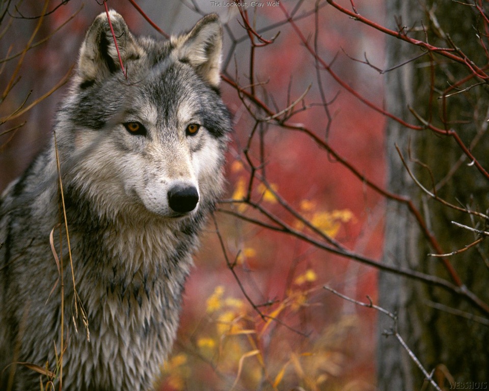 [Wolf_picture%255B6%255D.jpg]