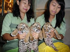 Visit Indonesia Slideshow slideshow