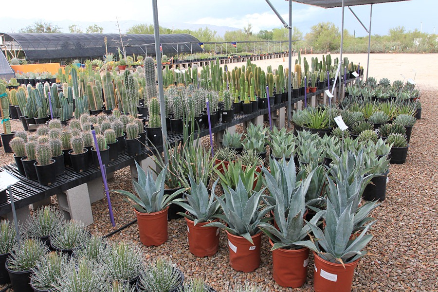 [120728_BBCactus_0679.jpg]