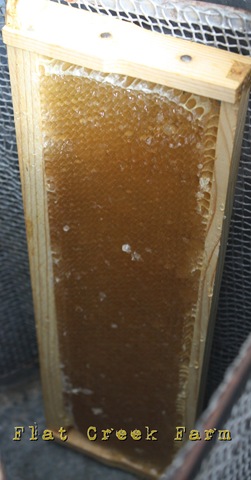 [honey5%255B4%255D.jpg]