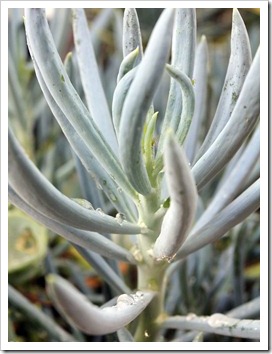 130331_Senecio-mandraliscae_12