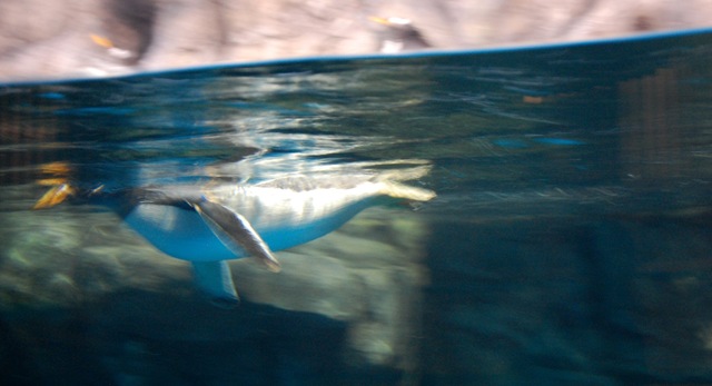 [aquarium25%255B2%255D.jpg]