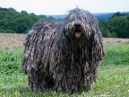 Another look at a Bergamasco.
Photo By Stephen DeFalcis