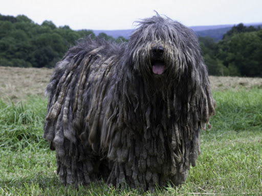 Another look at a Bergamasco.
Photo By Stephen DeFalcis