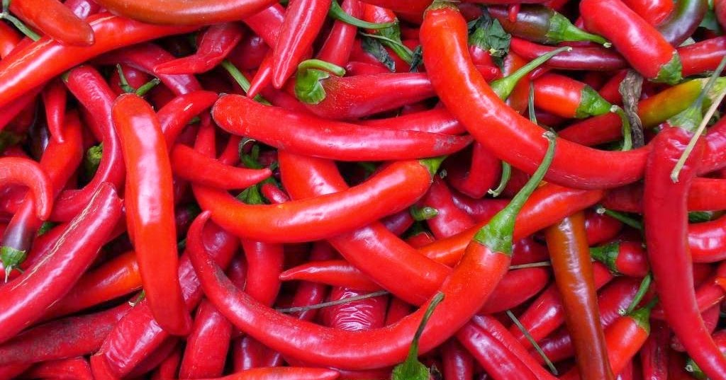 FARMING IN KENYA make upto ksh 400,000 per season from chilli farming