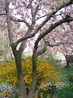 This tree is saucer magnolia, Magnolia x soulangeana. The flowers are lightly scented and its huge pink flowers are one of the earliest to open in spring.
