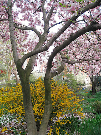 This tree is saucer magnolia, Magnolia x soulangeana. The flowers are lightly scented and its huge pink flowers are one of the earliest to open in spring.