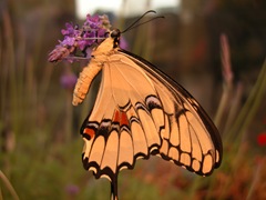Giant Swallowtail