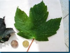 sycamore maple sycamore maple