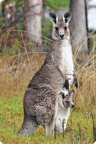 Kangaroo_and_joey05 Kangaroo_and_joey05