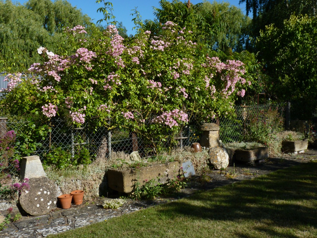 [garden%2520june%25202011%2520005%255B4%255D.jpg]