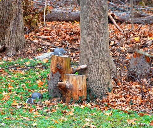 8. andover yard squirrels-kab