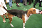 American Foxhound