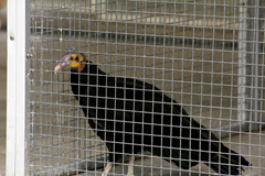 Yellow Headed Vulture Exotic Game Farm spring2