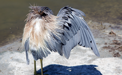 Tri-Colored Heron Spi 6 Tri-Colored Heron Spi 6