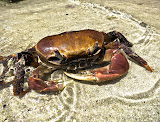 This crab was a lot larger and looking cool, but it seemed like maybe it was almost dead, that's why it didn't run away while I took my photos. Madagascar6 - 023.jpg