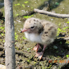DSCN9524.JPG
